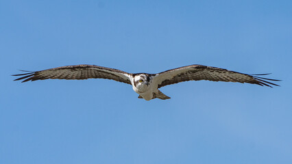 Fototapeta na wymiar Osprey bird in flight