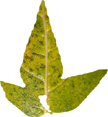 Close-up of leaf
