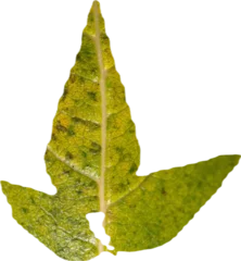 Deurstickers Close-up of leaf © vectorfusionart