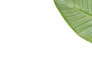 Gordijnen Cropped image of textured leaf  © vectorfusionart