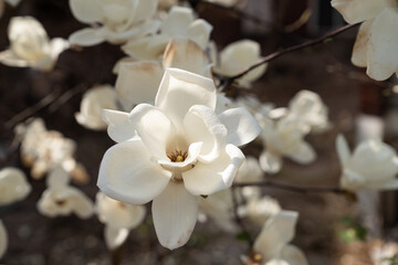 Magnolia flowers and clear skies in a small garden in the city center.
