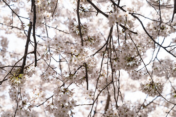 blossom in spring.Cherry Blossoms in Full Bloom in Warm Spring.