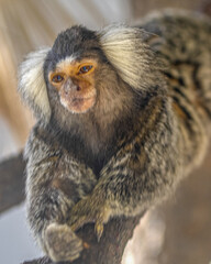 Portrait d'un singe ouistiti perché sur une branche