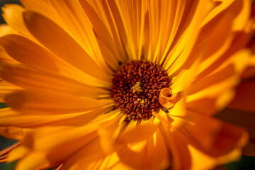 Fleur orange en  macro