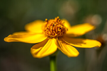 Fleur orange en  macro