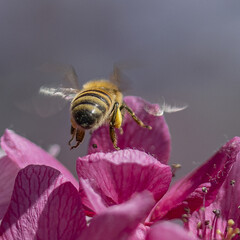 Abeille butinant le pollen d'une fleur mauve au printemps