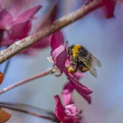 Bourdon butinant le pollen d'une fleur mauve au printemps