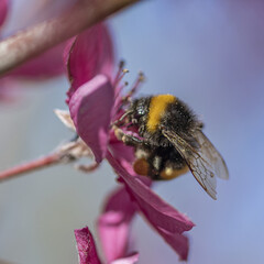 Abeille butinant le pollen d'une fleur mauve au printemps