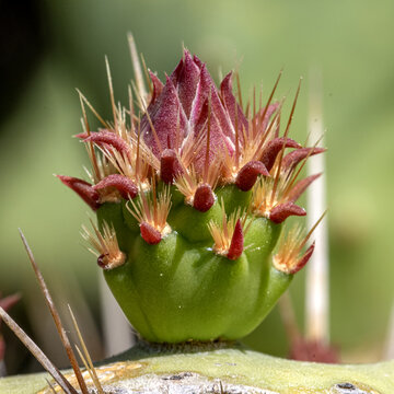 Bouton de fleur de cactus avec ses &eacute;pines