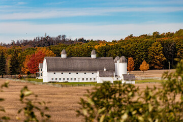 vineyard in autumn; leelanau peninsula, Michigan, 