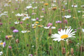 daisies in the meadow