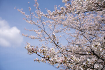 Fototapeta premium 春の桜の風景