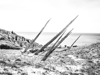 Dead Forest in the Sand Dunes of Sleeping Bear Dunes, Michigan