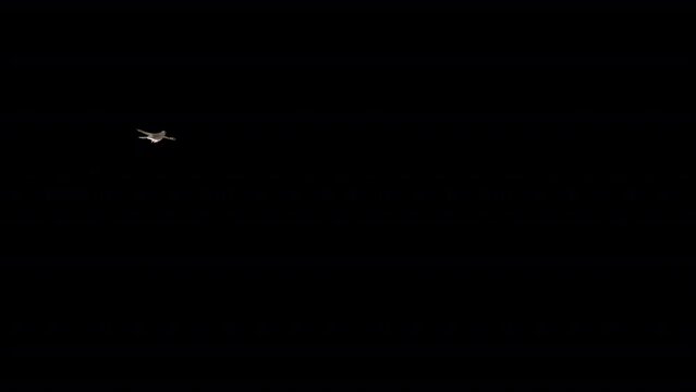 Zebra Finch - Australian Bird - Flying Around Screen Loop - Side View CU - 3D Animation with Alpha Channel