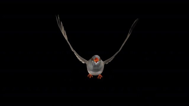 Zebra Finch Bird - Flying Loop - Front View CU - 3D Animation with Alpha Channel
