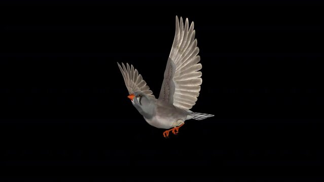 Zebra Finch Bird - Flying Loop - Side Angle View CU - 3D Animation with Alpha Channel
