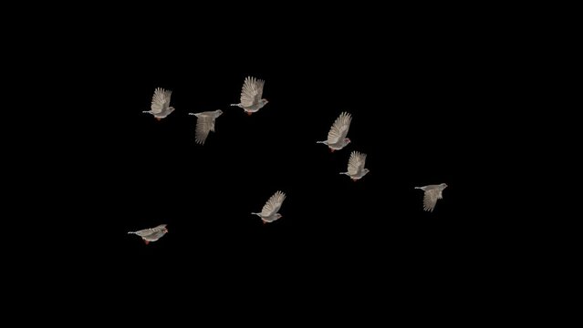 Zebra Finch Flock of 8 Birds - Flying Loop - Side View - 3D Animation with Alpha Channel