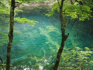 白神山地十二湖