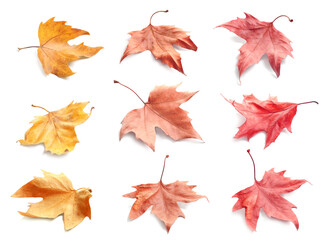 Naklejka na ściany i meble Collage with fallen autumn leaves on white background