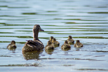 duck and ducklings