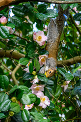Acrobatic squirrel hanging upside down, with a face full of pollen, in a camellia bush loaded with pale pink flowers 
