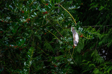 Acrobatic squirrel hanging upside down, feeding on red holly berries, in a large holly bush, Christmas holiday fun

