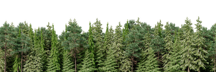 3D rendering of the background panorama of a coniferous forest. Detailed outdoor background of hilly forest. Wide seamless panorama of a forest of coniferous trees. - obrazy, fototapety, plakaty