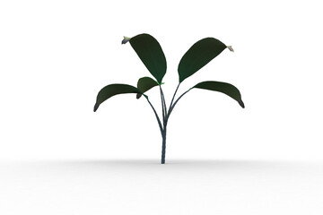 Little green seedling with leaves growing