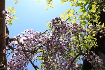 フジ(藤)/満開の藤棚