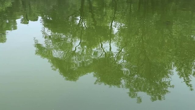 Trees and Fish: Reflections in Chapultepec Pond