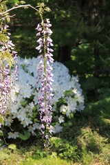 フジ(藤)/長く垂れる花序