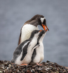 Naklejka premium Gentoo penguins in Antarctica
