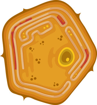 Unicellular protista, protozoa ameba microorganism