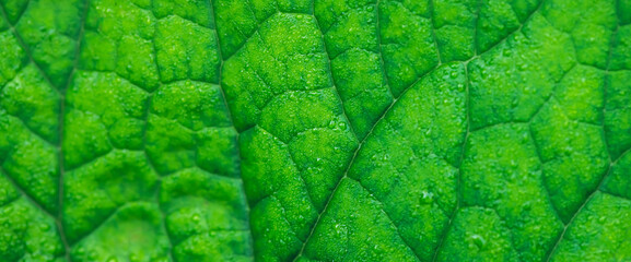 Vivid natural texture of wet green leaf with veins. Minimalist nature background with dew drops on green leaf surface. Beautiful minimal backdrop with droplets on leaf in macro. Nature texture of leaf