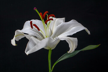 The lily is a genus of flowering plant. There are many species of lilies, like trumpet lilies and tiger lilies. They are usually quite tall, and are perennials