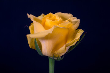 The flowers of the rose grow in many different colors, from the well-known red rose or yellow rose...