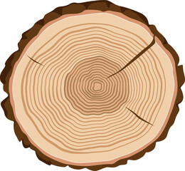 Fototapeta premium Stump of oak or pine lumber, wood cut tree trunk