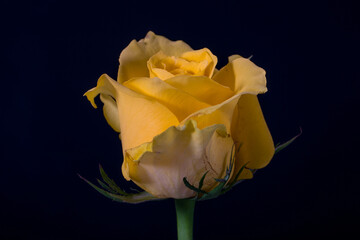 The flowers of the rose grow in many different colors, from the well-known red rose or yellow rose and sometimes white or purple rose