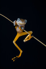 Wallace's flying frog (Rhacophorus nigropalmatus), also known as the gliding frog
