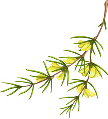 Rooibos plant with flowers, cartoon redbush