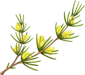 Rooibos plant herb tea ingredient, cartoon redbush
