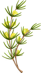 Cartoon isolated rooibos plant flowers, redbush