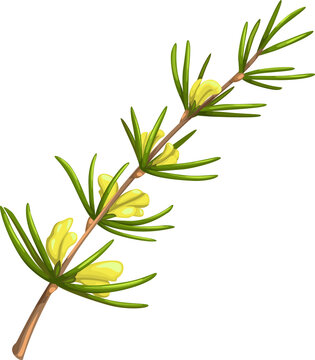 Cartoon redbush icon, rooibos plant with flowers