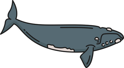 Southern right whale, Argentina marine fish