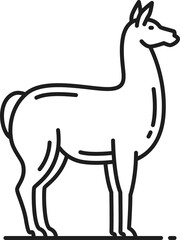 Guanako small horse of Argentina, llama animal