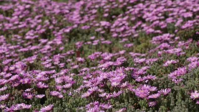 Pollination of Purple Dimorphotheca in Chapultepec Forest