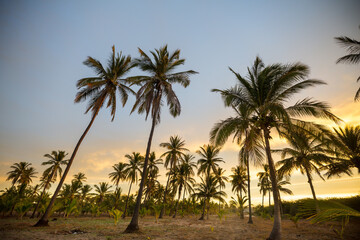 Obraz na płótnie Canvas Palm plantation