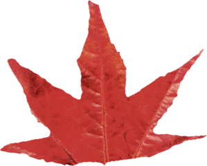 Foto op Plexiglas Close-up of red autumnal leaf © vectorfusionart
