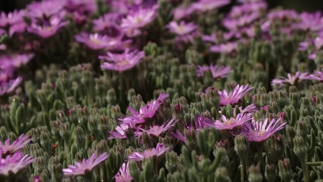 Purple Dimorphotheca Pollination by Bees in Chapultepec Forest