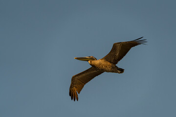 pelican flying in the sky